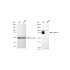 KD-Validated CAPN1 Rabbit mAb (20 μl)