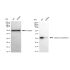 KD-Validated CA2 Rabbit mAb (20 μl)