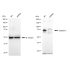 KD-Validated CAPN2 Rabbit mAb (20 μl)