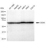 KD-Validated DDX5 Rabbit mAb (20 μl)