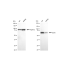 KD-Validated DDX5 Rabbit mAb (20 μl)