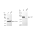 KD-Validated CD97 Rabbit mAb (20 μl)