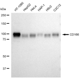 KD-Validated CD166 Rabbit mAb (20 μl)