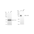 KD-Validated CD166 Rabbit mAb (20 μl)