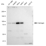 KD-Validated CLGN Rabbit mAb (20 μl)