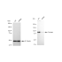 KD-Validated CLGN Rabbit mAb (20 μl)