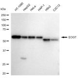KD-Validated EOGT Rabbit mAb (20 μl)