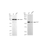 KD-Validated EOGT Rabbit mAb (20 μl)
