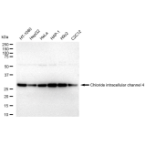 KD-Validated CLIC4 Rabbit mAb (20 μl)