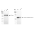KD-Validated CLIC4 Rabbit mAb (20 μl)