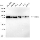 KD-Validated CSDE1 Rabbit mAb (20 μl)