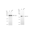 KD-Validated CBX2 Rabbit mAb (20 μl)