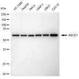 KD-Validated ABCE1 Rabbit mAb (20 μl)