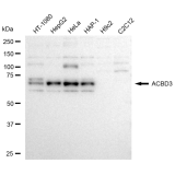 KD-Validated ACBD3 Rabbit mAb (20 μl)