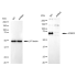 KD-Validated ACBD3 Rabbit mAb (20 μl)