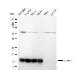 KD-Validated COX IV Rabbit mAb (20 μl)