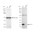 KD-Validated COX IV Rabbit mAb (20 μl)