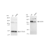 KD-Validated BCAR1 Rabbit mAb (20 μl)