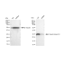 KD-Validated CSNK2B Rabbit mAb (20 μl)