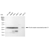 KD-Validated BCAP31 Rabbit mAb (20 μl)