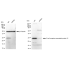 KD-Validated BCAP31 Rabbit mAb (20 μl)