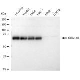 KD-Validated CHAF1B Rabbit mAb (20 μl)
