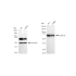 KD-Validated CHAF1B Rabbit mAb (20 μl)