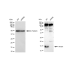 KD-Validated AP2S1 Rabbit mAb (20 μl)