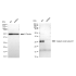 KD-Validated CAPNS1 Rabbit mAb (20 μl)