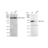 KD-Validated CD97 Rabbit mAb (20 μl)
