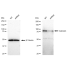 KD-Validated CANX Rabbit mAb (20 μl)