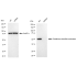 KD-Validated GSR Rabbit mAb (20 μl)