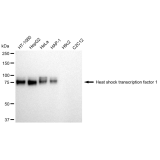 KD-Validated HSF1 Rabbit mAb (20 μl)