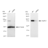 KD-Validated Hsp90 beta Rabbit mAb (20 μl)