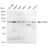 KD-Validated HSPA5 Rabbit mAb (20 μl)