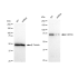 KD-Validated HSPA5 Rabbit mAb (20 μl)