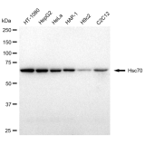 KD-Validated Hsc70 Rabbit mAb (20 μl)