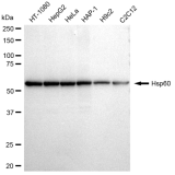 KD-Validated Hsp60 Rabbit mAb (20 μl)