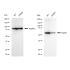 KD-Validated Hsp60 Rabbit mAb (20 μl)