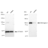 KD-Validated LIG4 Rabbit mAb (20 μl)