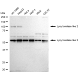 KD-Validated LOXL2 Rabbit mAb (20 μl)