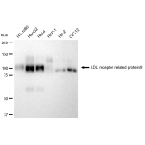 KD-Validated LRP8 Rabbit mAb (20 μl)