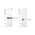 KD-Validated ERK1 Rabbit mAb (20 μl)