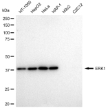 KD-Validated ERK1 Rabbit mAb (20 μl)