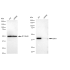 KD-Validated ERK1 Rabbit mAb (20 μl)