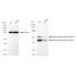 KD-Validated MAPKAPK2 Rabbit mAb (20 μl)