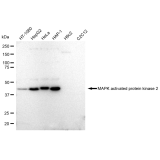 KD-Validated MAPKAPK2 Rabbit mAb (20 μl)