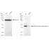KD-Validated MAPKAPK2 Rabbit mAb (20 μl)