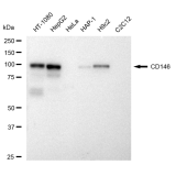 KD-Validated CD146 Rabbit mAb (20 μl)