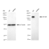 KD-Validated CD146 Rabbit mAb (20 μl)